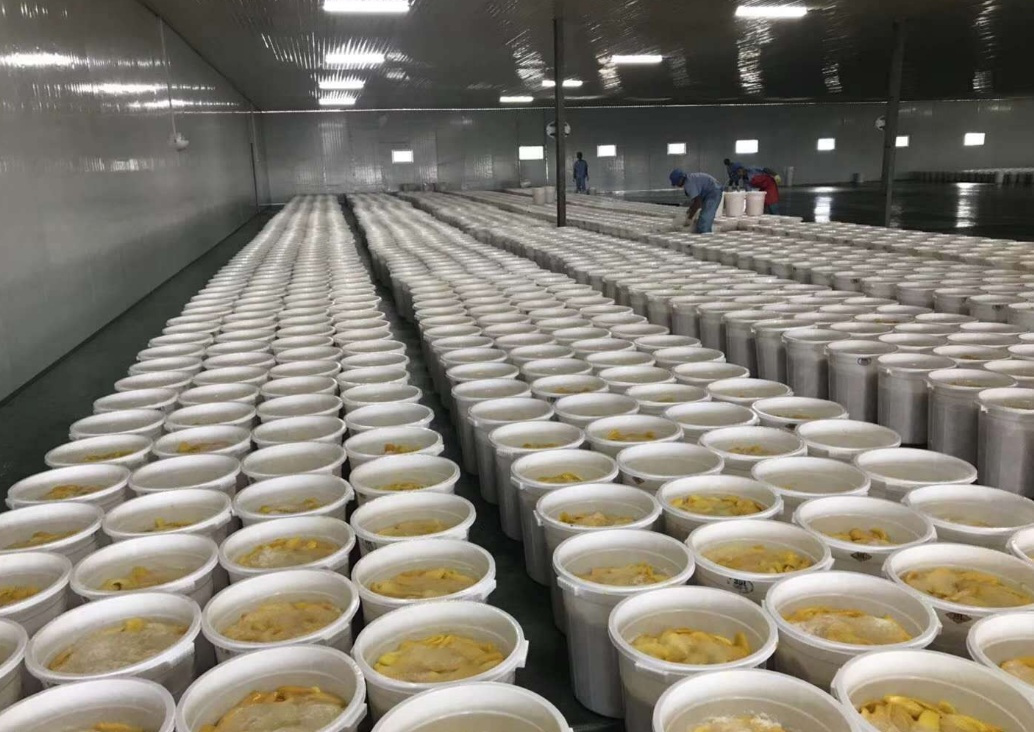 芒果不耐存儲，芒果烘干機(jī)解煩憂！